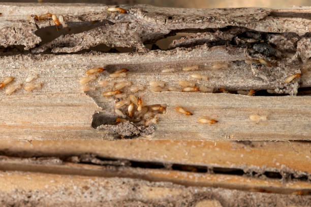 Best Pest Inspection Near Me  in Millersburg, OR