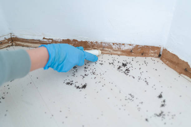 Best Affordable Pest Control Services  in Millersburg, OR